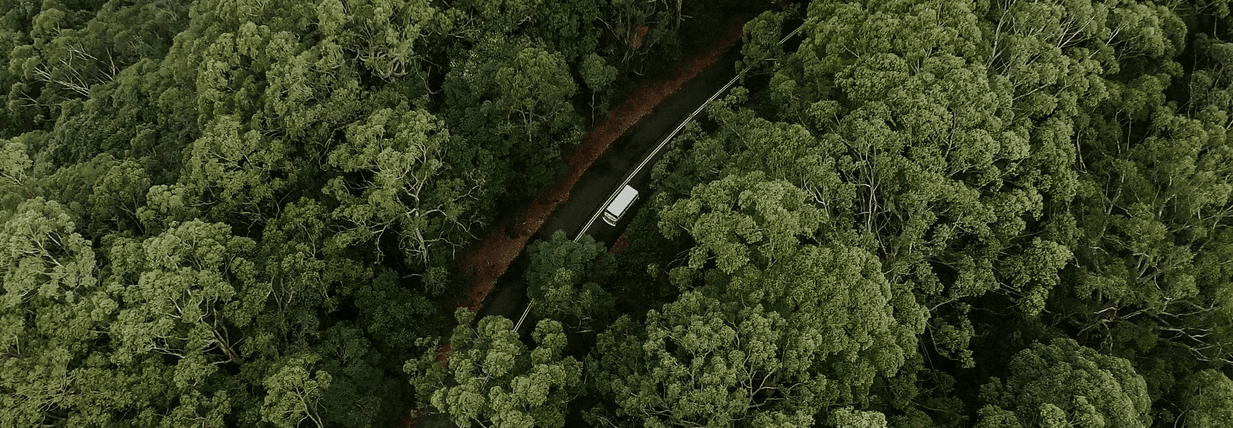 Road in the woods